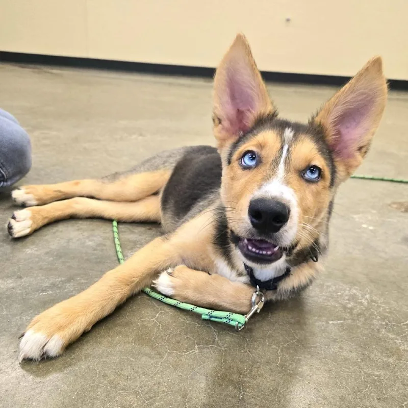 A baby small-sized female Sable Husky dog named Panini for adoption in Champaign, IL