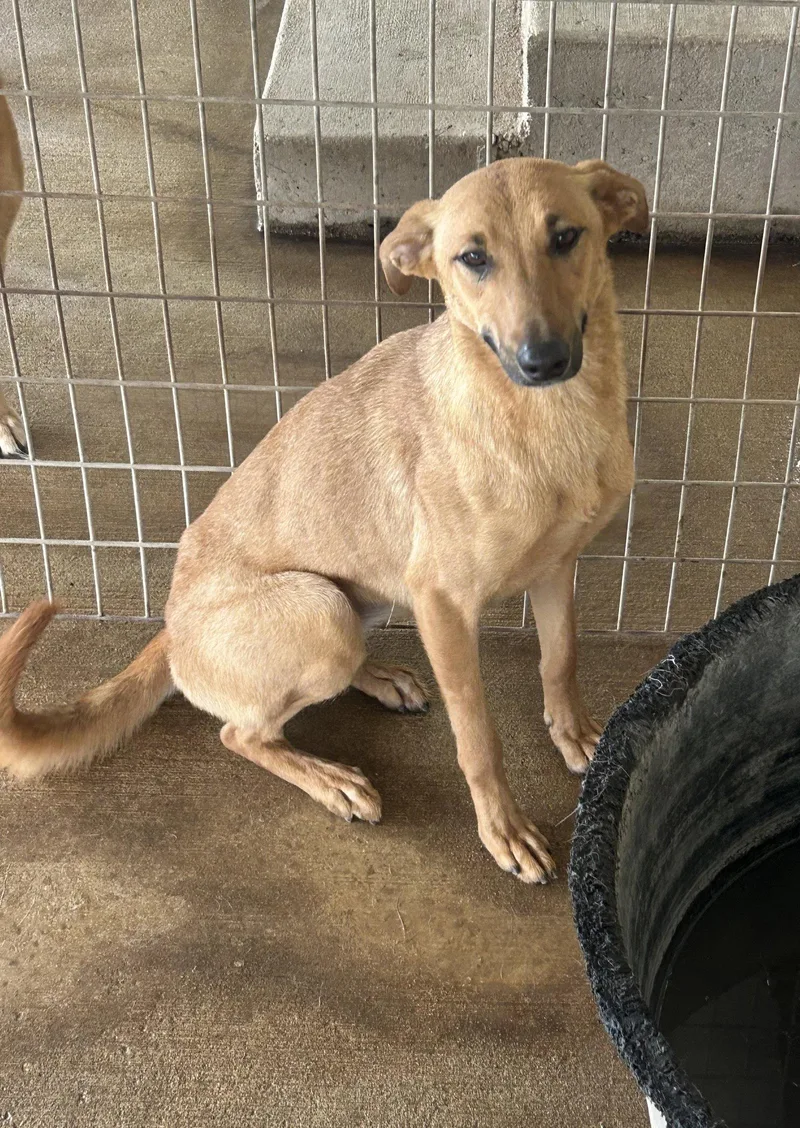 An adult large-sized female German Shepherd Dog dog named Amanda for adoption in Pipe Creek, TX