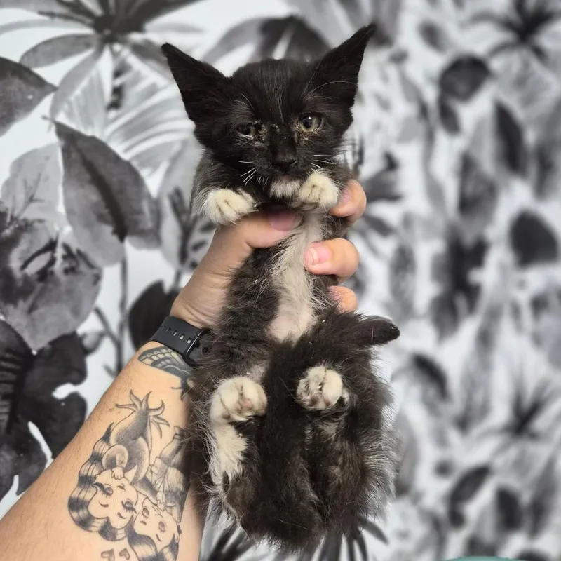 A baby small-sized female Black Domestic Medium Hair cat named Countess Olaf for adoption in Wahiawa, HI