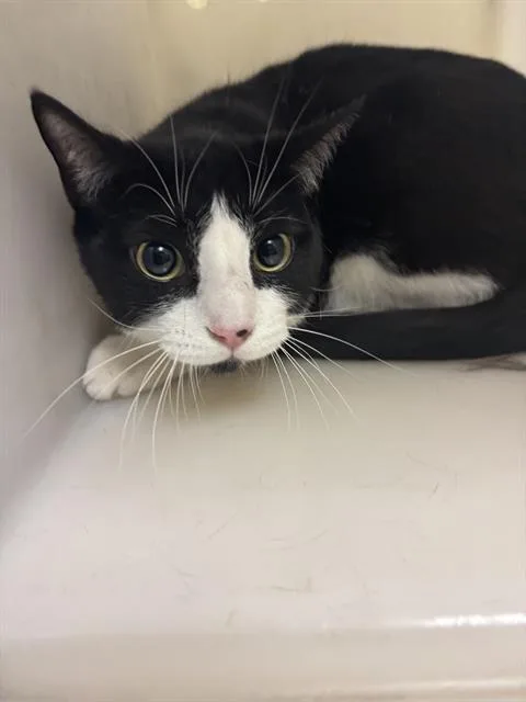 A young small-sized male Domestic Short Hair cat named Bright Eyes for adoption in Sacramento, CA