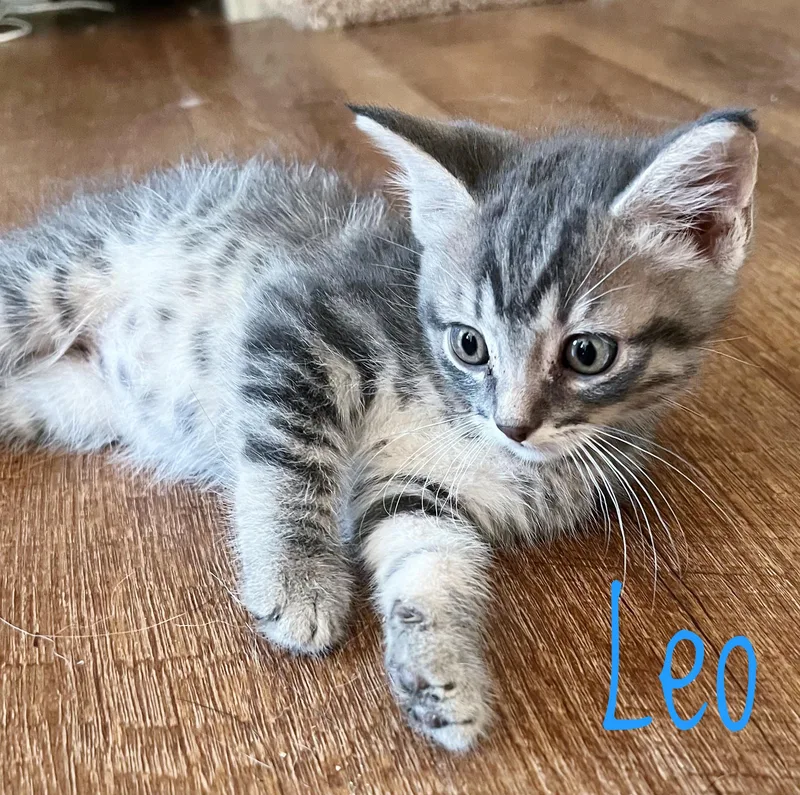 A baby medium-sized male Tabby (Gray / Blue / Silver) Domestic Short Hair cat named Leo for adoption in Bethel, OH