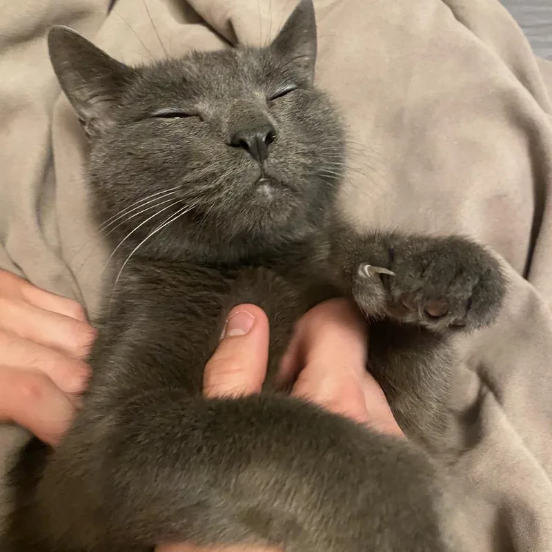 A senior medium-sized male Gray / Blue / Silver Domestic Short Hair cat named Onyx for adoption in Spokane, WA
