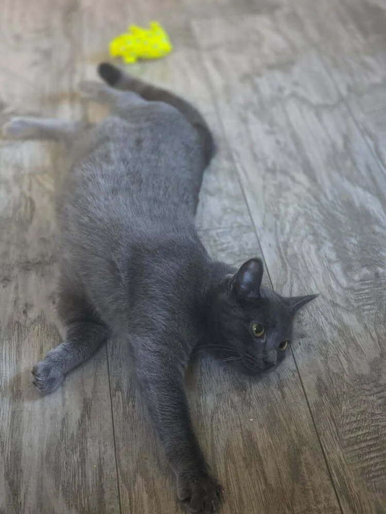 A young medium-sized female Gray / Blue / Silver Domestic Short Hair cat named Sassy for adoption in Elyria, OH