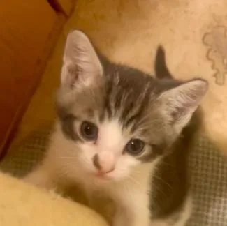 A baby medium-sized male Gray & White Domestic Short Hair cat named Denny for adoption in San Jose, CA