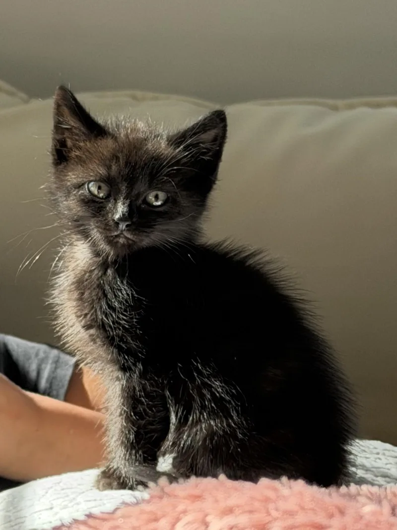 A young small-sized female Black Domestic Short Hair cat named Monique for adoption in Santa Cruz, CA