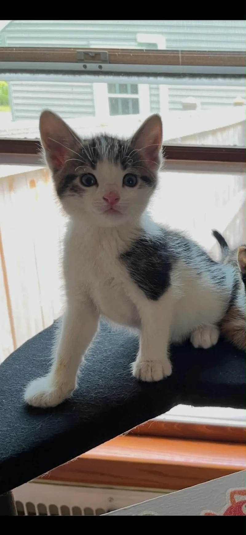 A baby medium-sized female Domestic Short Hair cat named Atwood for adoption in Port Washington, WI