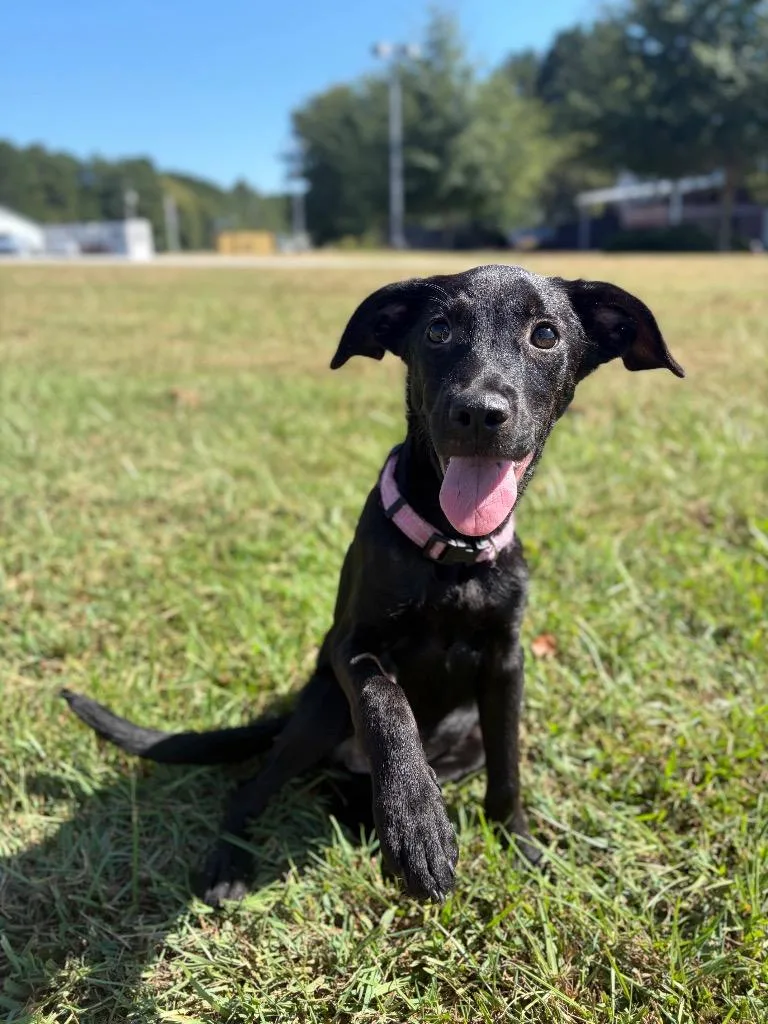 A baby small-sized female Black Labrador Retriever dog named Kate for adoption in Winnsboro, SC