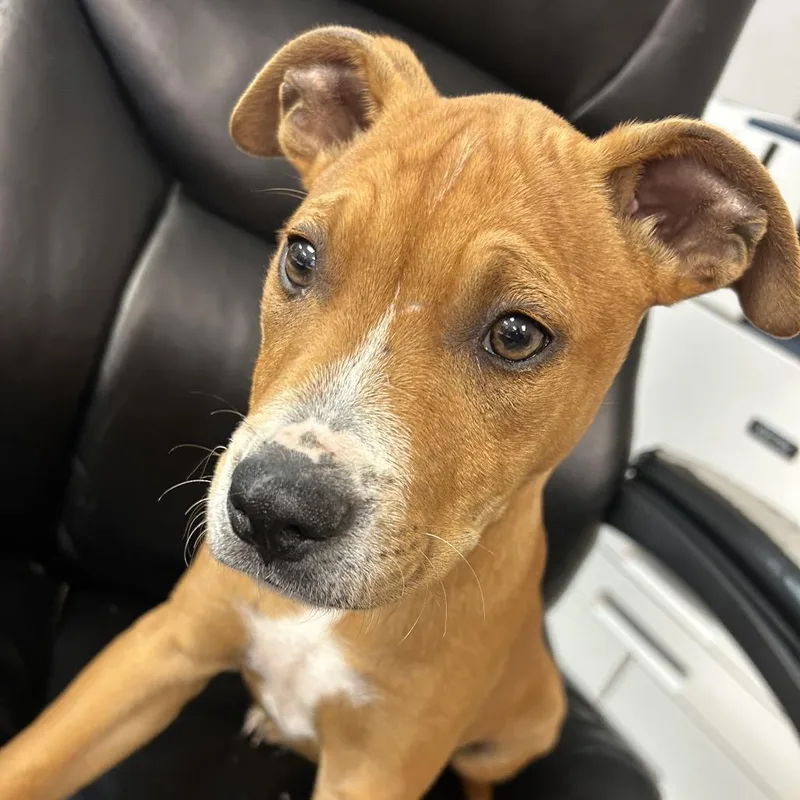 Governor thumbnail 2