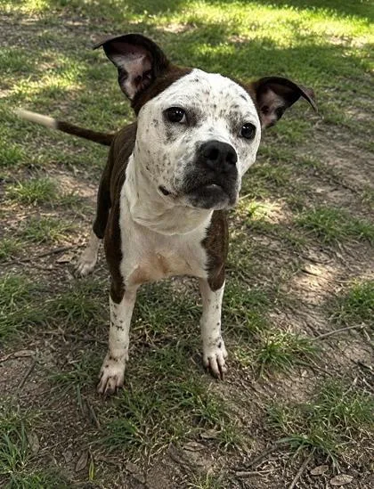 A young medium-sized female Black Boxer dog named Harmony for adoption in Inverness, FL