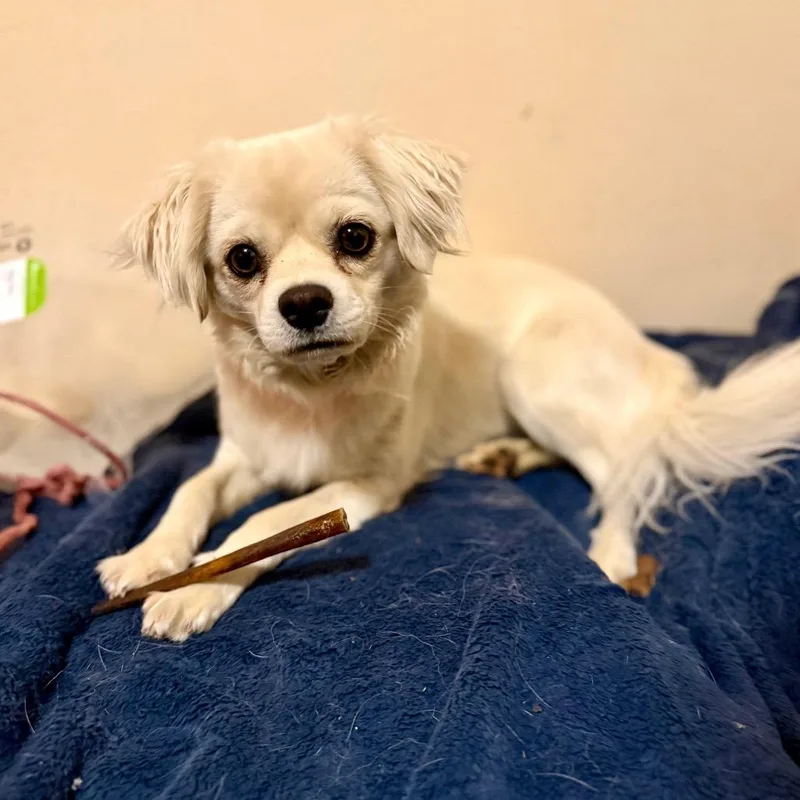 An adult small-sized female White / Cream Pekingese dog named Rachel for adoption in Bellingham, WA