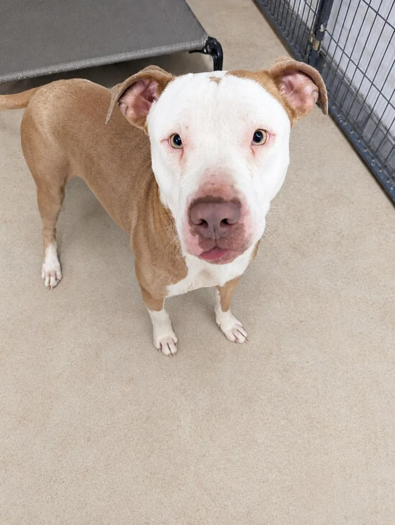 A young medium-sized female Brown / Chocolate American Bulldog dog named Carmen for adoption in Jackson, GA