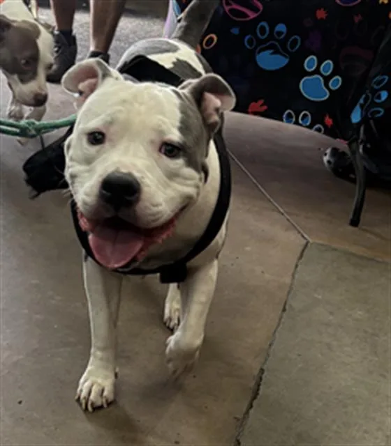 An adult medium-sized male Mixed Breed dog named Kilo for adoption in Dallas, TX