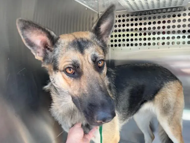 A young large-sized female German Shepherd Dog dog named Mary Anne for adoption in Mesa, AZ