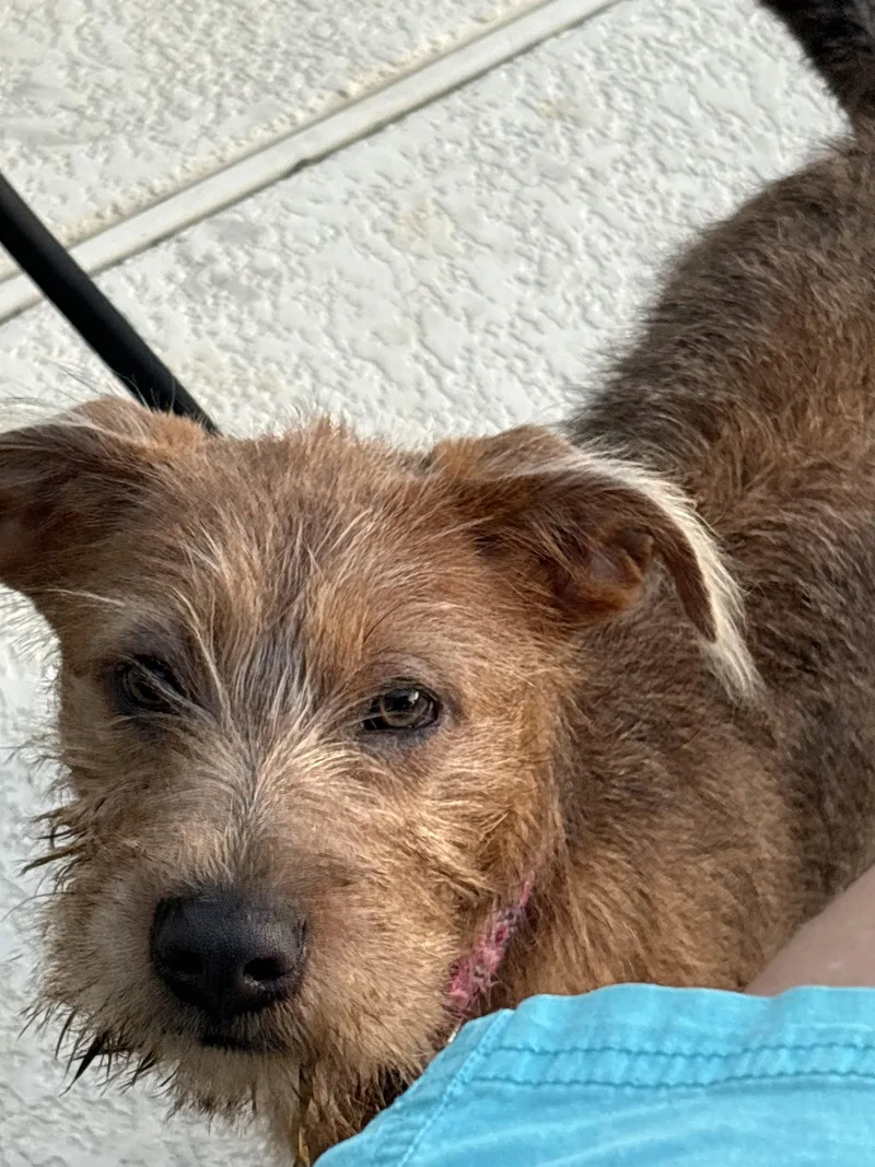 A young medium-sized female Terrier dog named Harper for adoption in Katy, TX