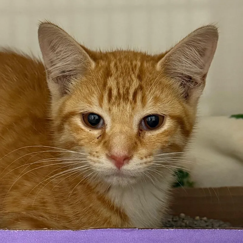 A baby medium-sized male Orange / Red Domestic Short Hair cat named Lobster for adoption in Wheeling, IL