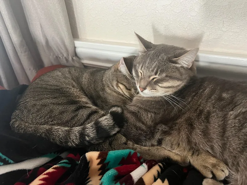 Nismo & Chai thumbnail 2