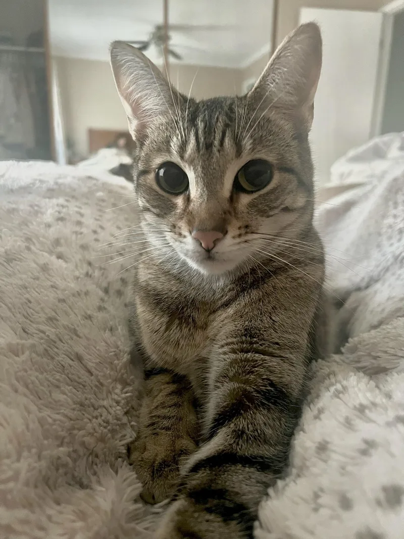 Nismo & Chai thumbnail 3