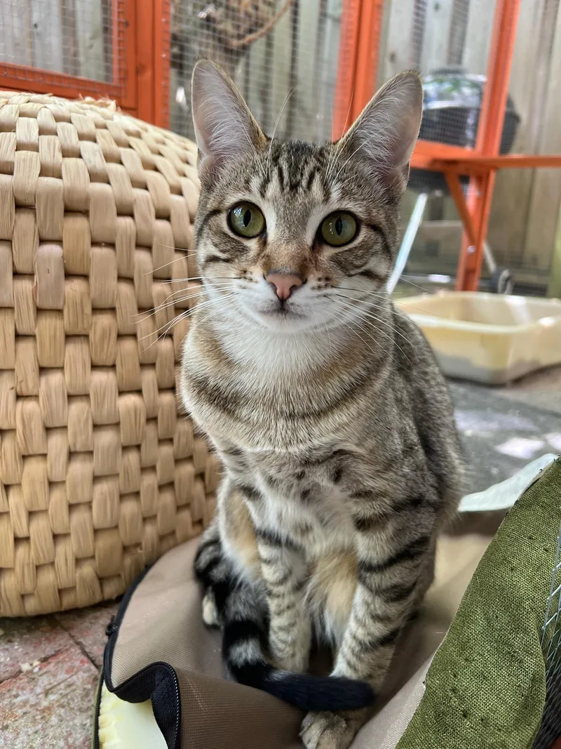 Nismo & Chai thumbnail 4