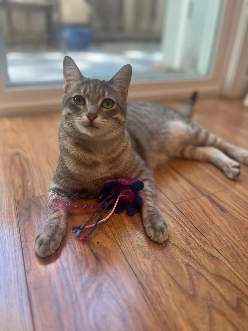 Nismo & Chai thumbnail 5