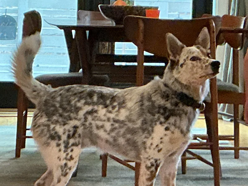 An adult medium-sized male Australian Cattle Dog / Blue Heeler dog named Henry Guppy! for adoption in Chicago, IL
