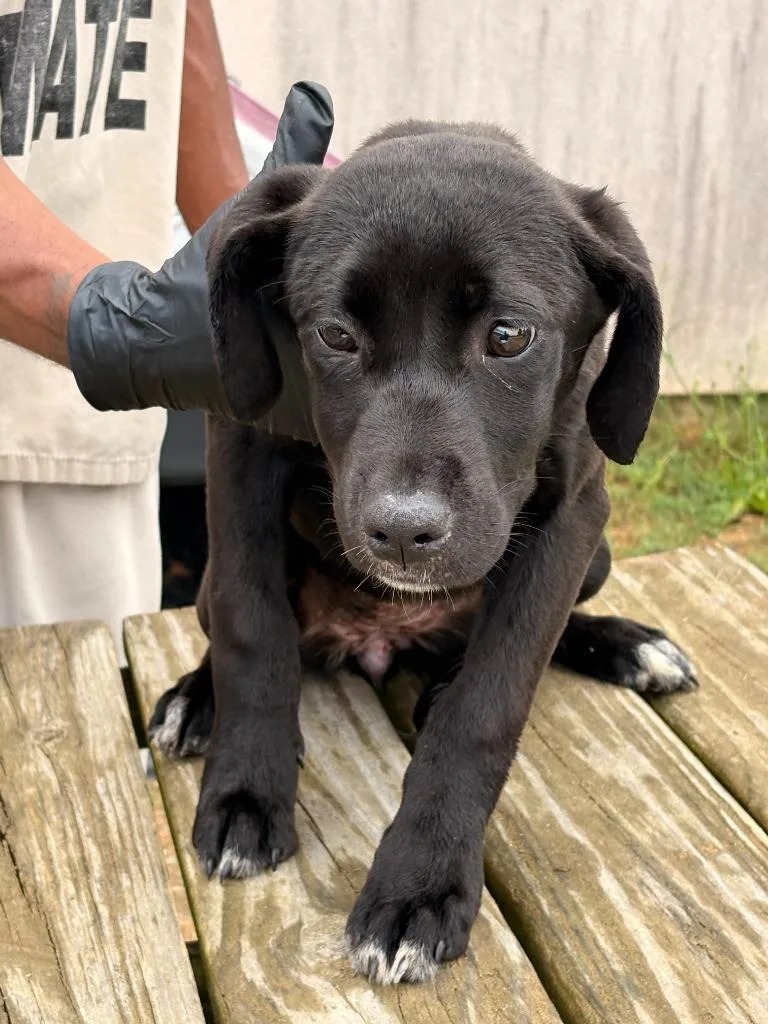 A baby small-sized female Mixed Breed dog named Flora for adoption in Effingham, SC