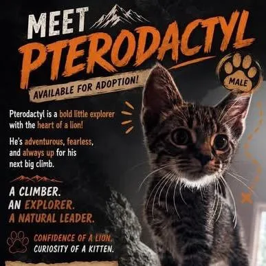 A baby small-sized male Brown / Chocolate Domestic Short Hair cat named Pterodactyl for adoption in Parkersburg, WV