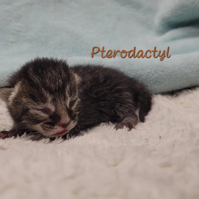 Pterodactyl thumbnail 2