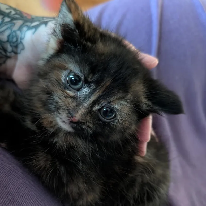 A baby small-sized female Calico Domestic Short Hair cat named Mystique for adoption in Silver Spring, MD