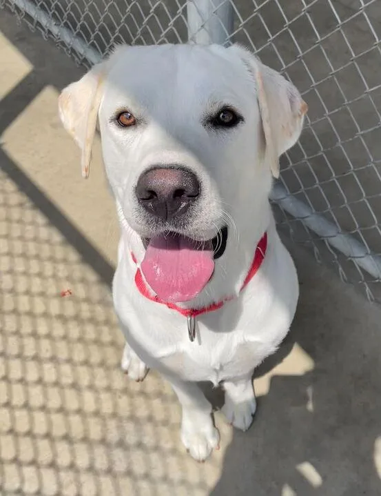 An adult large-sized male Labrador Retriever dog named Thor . for adoption in Jackson, MI