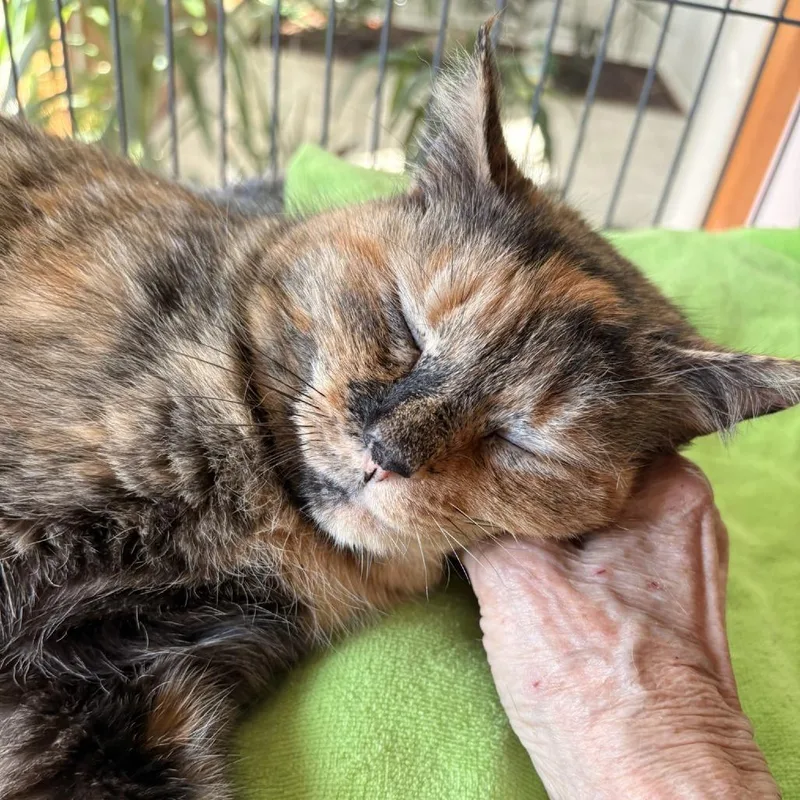 An adult medium-sized female Black Domestic Medium Hair cat named Eevee for adoption in Waldorf, MD