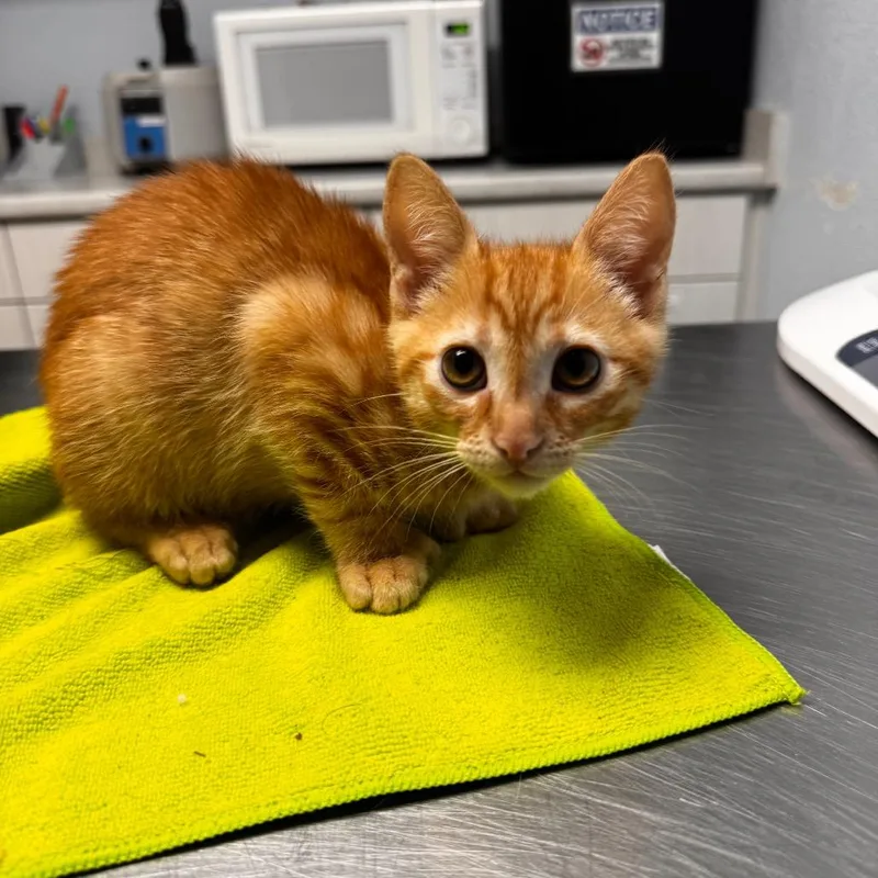 A baby small-sized male Orange / Red Extra-Toes Cat / Hemingway Polydactyl cat named Toe Beans for adoption in Riverside, CA