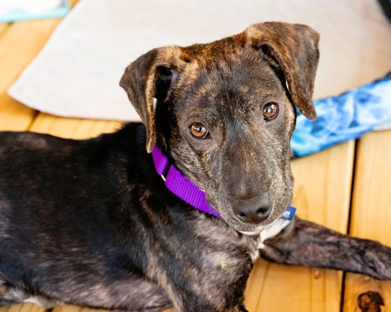 A baby small-sized male Mixed Breed dog named Victor for adoption in Ellijay, GA