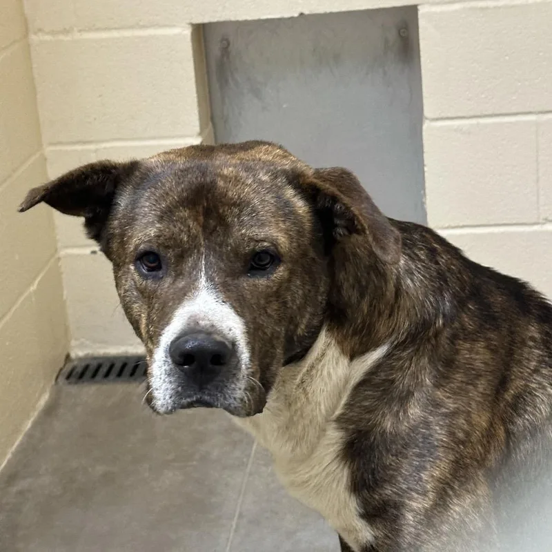 A baby large-sized male Brown / Chocolate Pit Bull Terrier dog named Griffin for adoption in Palestine, TX