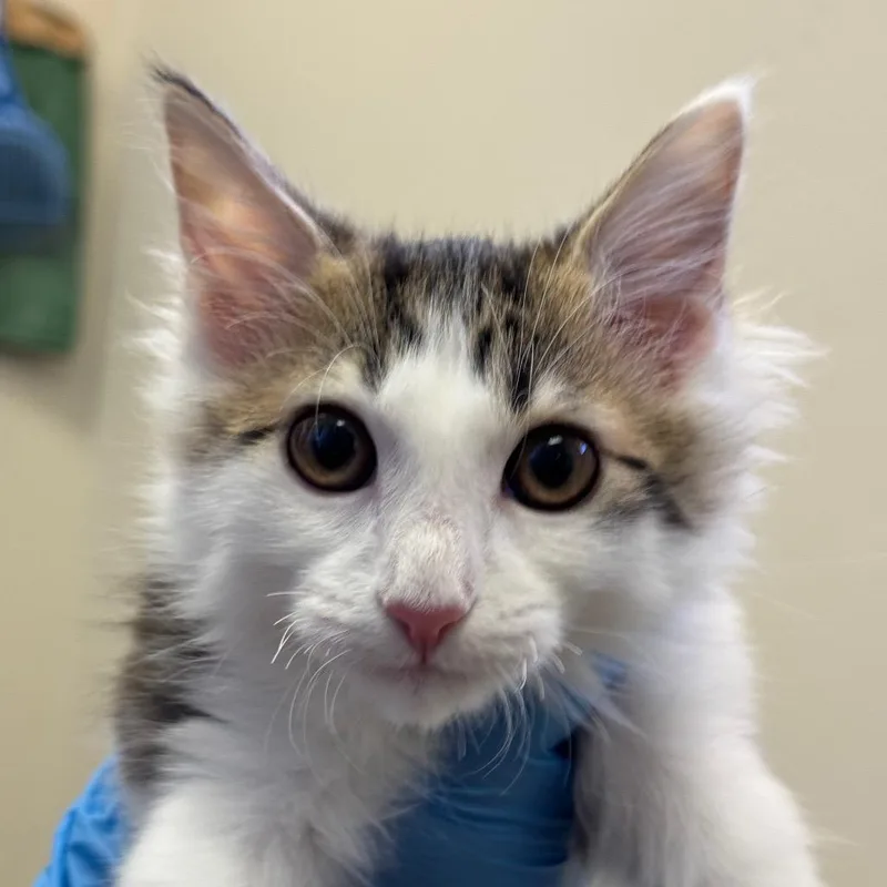 A baby small-sized female Brown / Chocolate Domestic Short Hair cat named Dr. Victoria Javadi for adoption in Santa Barbara, CA