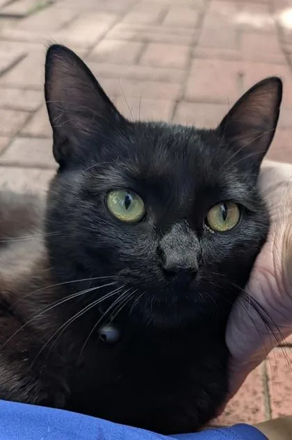 An adult medium-sized male Black Domestic Short Hair cat named Zorro for adoption in Edmond, OK
