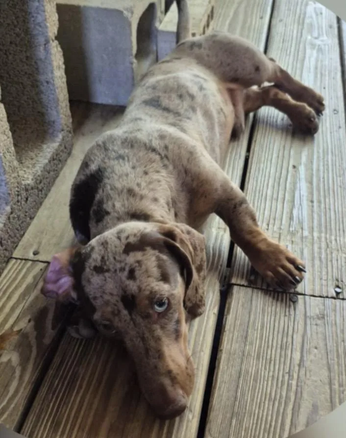A young small-sized male Merle (Blue) Dachshund dog named Beau for adoption in Memphis, TN