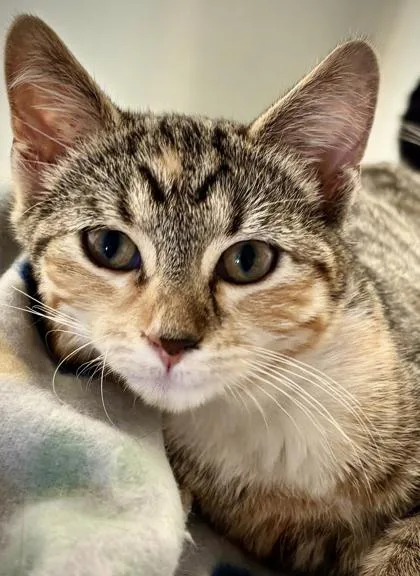 A baby small-sized male Domestic Short Hair cat named Hulk for adoption in Cumming, GA