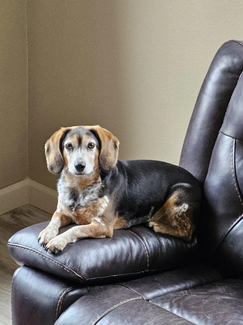 An adult small-sized female Black Beagle dog named Charlie for adoption in Kent, WA