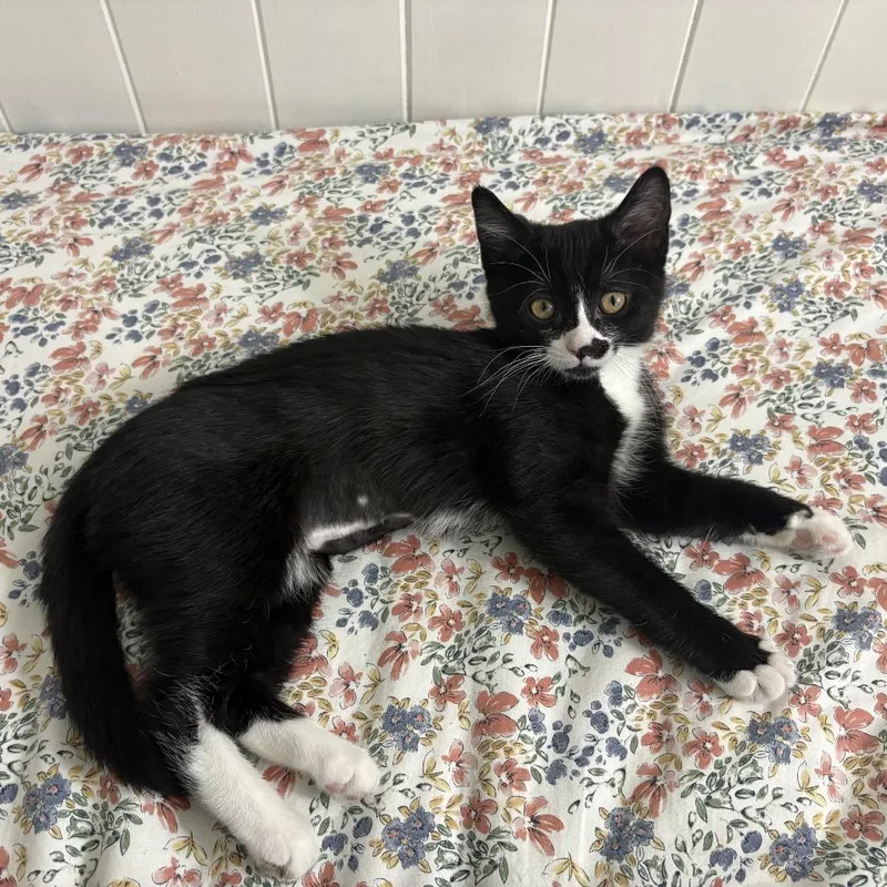 A baby small-sized female Black Domestic Short Hair cat named Alita for adoption in Carmel, IN