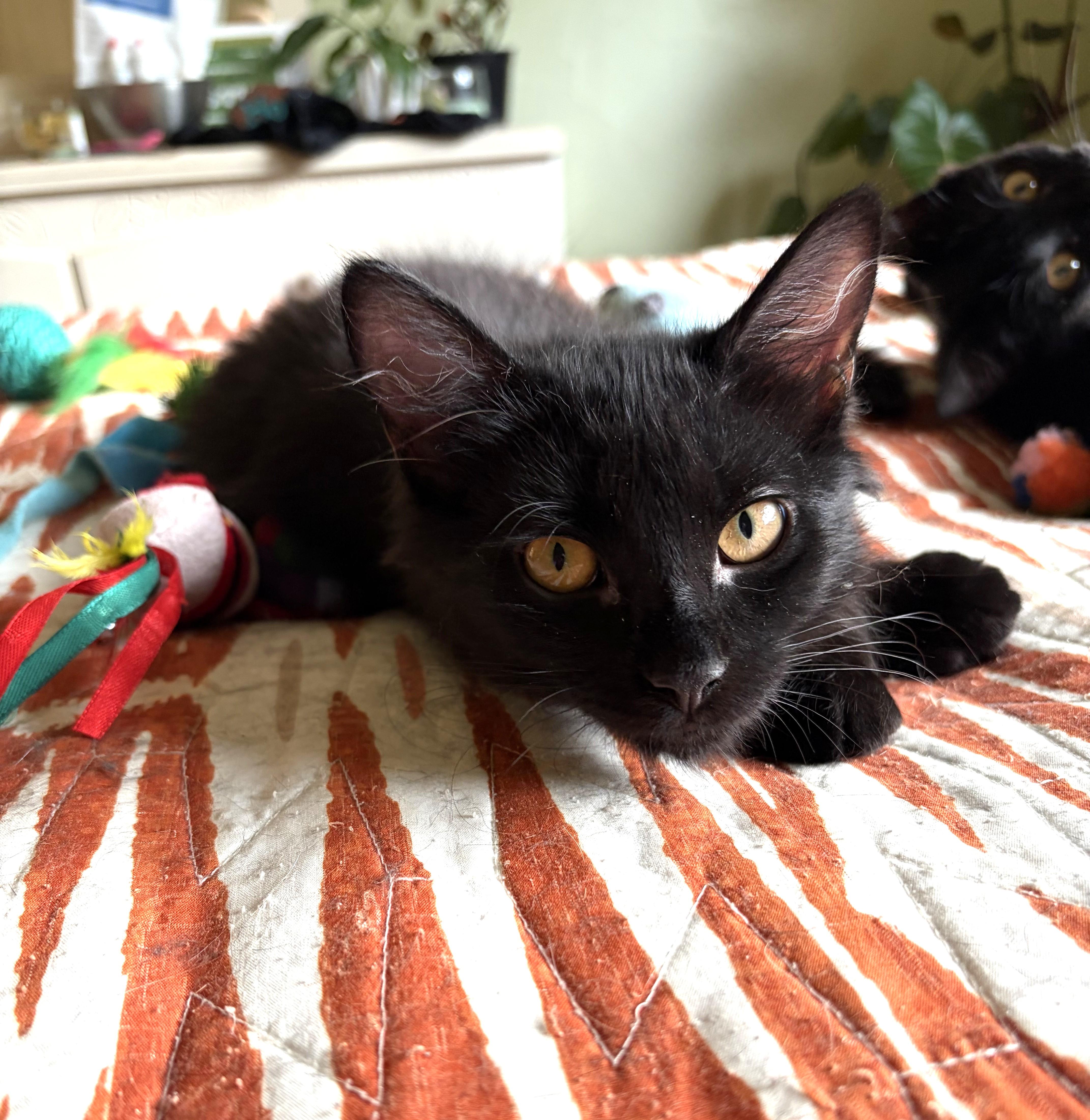 A baby medium-sized female Black Domestic Short Hair cat named Poe for adoption in Bentonville, AR