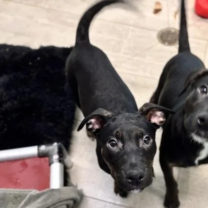 Samantha thumbnail 3