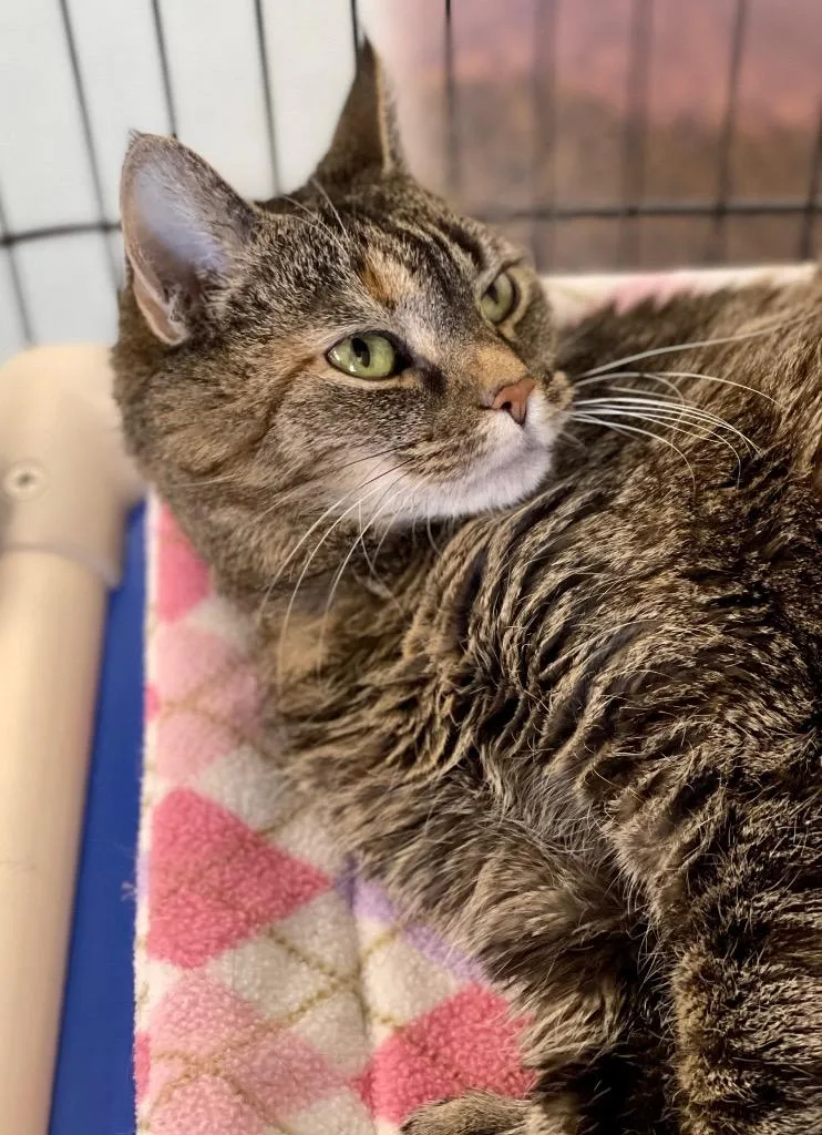 Nefertiti thumbnail 2