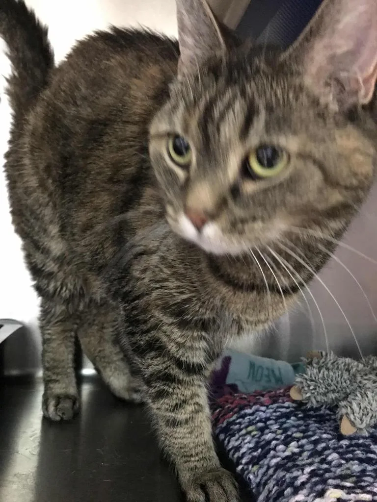 Nefertiti thumbnail 3