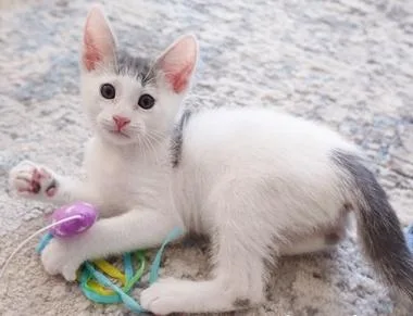 A baby medium-sized male Gray & White Domestic Short Hair cat named Arctic for adoption in North Highlands, CA