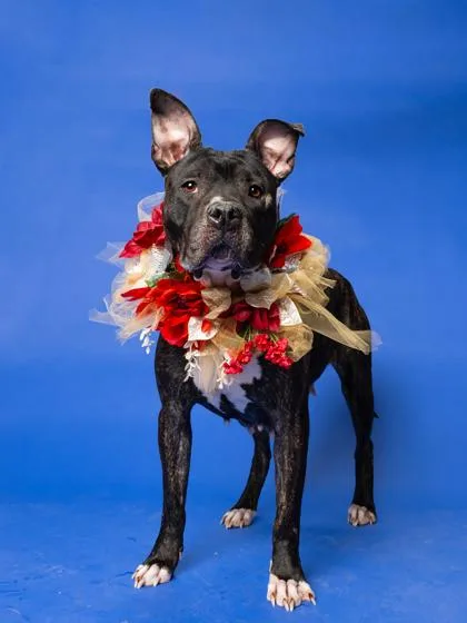 An adult large-sized female Pit Bull Terrier dog named Yanga for adoption in Atlanta, GA