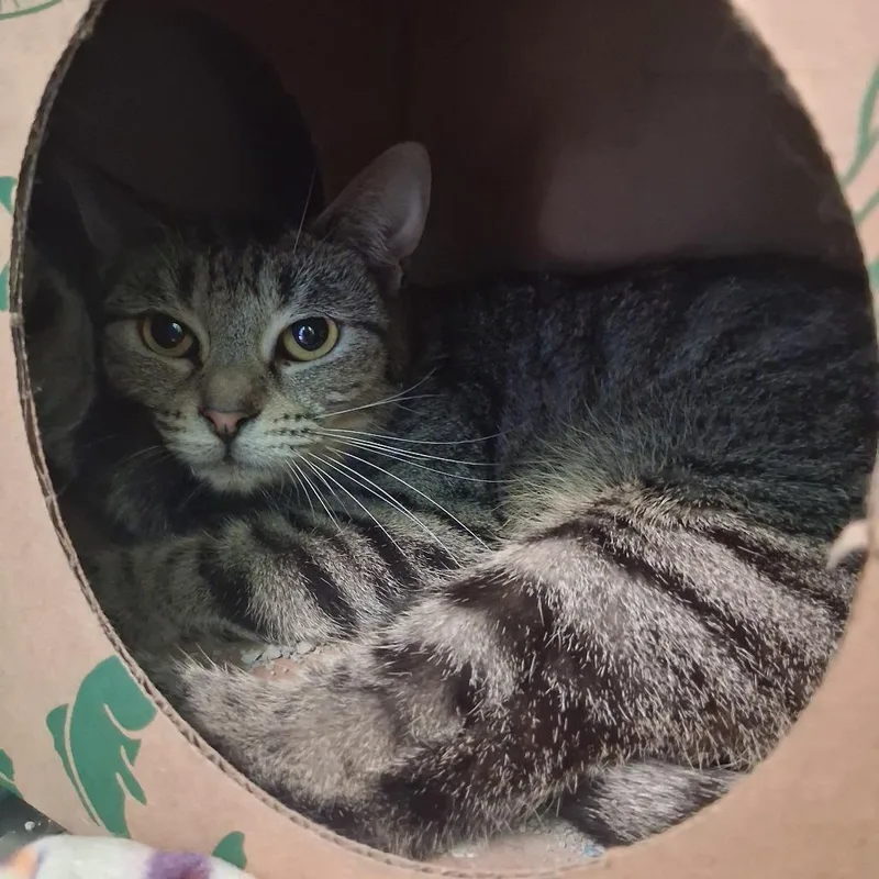 A young medium-sized female Brown / Chocolate Domestic Short Hair cat named Sour for adoption in Dayton, OH