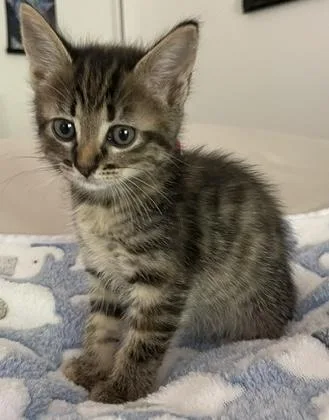 A baby medium-sized female Domestic Short Hair cat named Rosie for adoption in Camarillo, CA