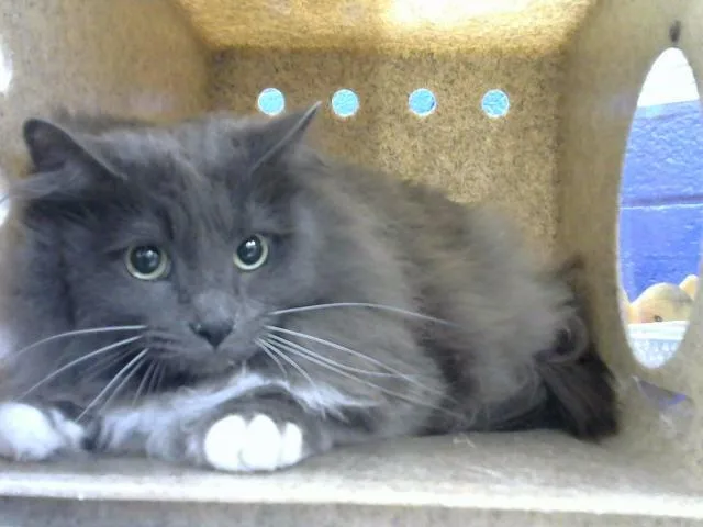 An adult medium-sized male Domestic Long Hair cat named Kingdom for adoption in Albuquerque, NM