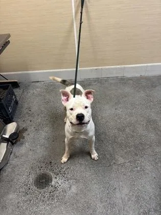 An adult large-sized male Pit Bull Terrier dog named Cable for adoption in Honolulu, HI
