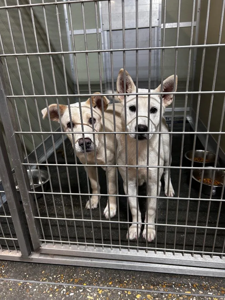 A baby medium-sized female Shepherd dog named Zigzag for adoption in Gautier, MS